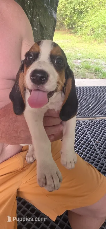 Papi – Beagle puppy for sale in Sebring, FL