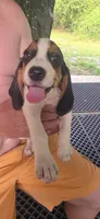 Papi, a male Beagle for sale in Sebring, FL – 1 of 8