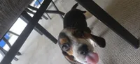 Papi, a male Beagle for sale in Sebring, FL – 3 of 8