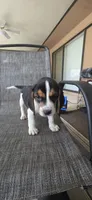 Beagle , a male Beagle for sale in Sebring, FL – 3 of 10