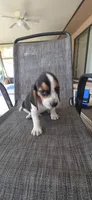 Beagle , a male Beagle for sale in Sebring, FL – 6 of 10