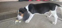 Papi, a male Beagle for sale in Sebring, FL – 8 of 8