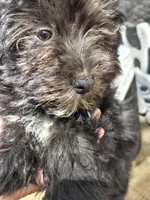 Deb boy1, a male Havanese for sale in Ravenna, TX – 5 of 8