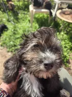 Deb boy1, a male Havanese for sale in Ravenna, TX – 3 of 8