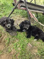 Deb boy1, a male Havanese for sale in Ravenna, TX – 7 of 8