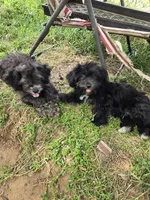 Deb boy1, a male Havanese for sale in Ravenna, TX – 8 of 8