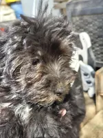 Deb boy1, a male Havanese for sale in Ravenna, TX – 6 of 8