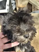 Deb boy1, a male Havanese for sale in Ravenna, TX – 4 of 8