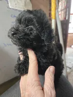 Blackie girl, a female Havanese for sale in Ravenna, TX – Photo 3 of 3