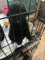 Blackie girl, a female Havanese for sale in Ravenna, TX – Photo 1 of 3