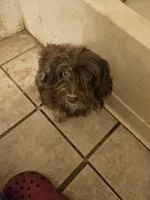 Jazzy, a female Havanese for sale in Ravenna, TX – 4 of 4