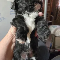Lolas boy 1, a male Havanese for sale in Ravenna, TX – Photo 1 of 3