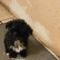 Lolas boy 1, a male Havanese for sale in Ravenna, TX – Photo 2 of 3