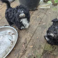 Lolas boy 1, a male Havanese for sale in Ravenna, TX – Photo 3 of 3
