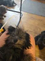 Blackie girl, a female Havanese for sale in Ravenna, TX – 8 of 8