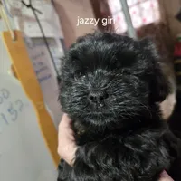 Kitty/jazzie's girl, a female Havanese for sale in Ravenna, TX – Photo 4 of 5