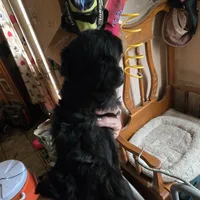 Kitty/jazzie's girl, a female Havanese for sale in Ravenna, TX – Photo 5 of 5