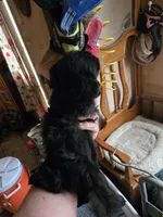 Kitty/jazzie's girl, a female Havanese for sale in Ravenna, TX – Photo 5 of 5