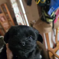 Kitty/jazzie's girl, a female Havanese for sale in Ravenna, TX – Photo 1 of 5