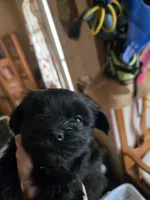 Kitty/jazzie's girl, a female Havanese for sale in Ravenna, TX – Photo 1 of 5