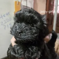 Kitty/jazzie's girl, a female Havanese for sale in Ravenna, TX – Photo 2 of 5