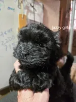 Kitty/jazzie's girl, a female Havanese for sale in Ravenna, TX – Photo 2 of 5