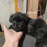 Kitty/jazzie's girl, a female Havanese for sale in Ravenna, TX – Photo 3 of 5