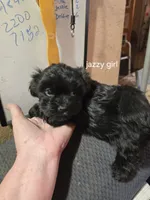 Kitty/jazzie's girl, a female Havanese for sale in Ravenna, TX – Photo 3 of 5