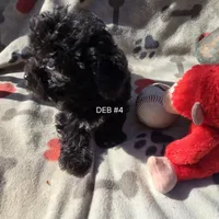 DEB #4, a male Havanese for sale in Ravenna, TX – Photo 3 of 4