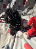 DEB #4, a male Havanese for sale in Ravenna, TX – Photo 3 of 4