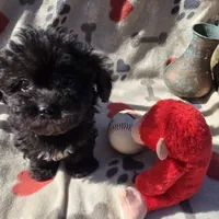 DEB #4, a male Havanese for sale in Ravenna, TX – Photo 2 of 4