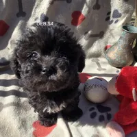 DEB #4, a male Havanese for sale in Ravenna, TX – Photo 4 of 4