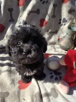 DEB #4, a male Havanese for sale in Ravenna, TX – Photo 4 of 4