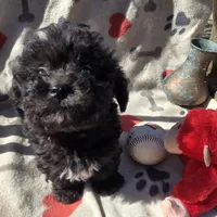 DEB #4, a male Havanese for sale in Ravenna, TX – Photo 1 of 4