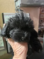Tulla boy 2, a male Havanese for sale in Ravenna, TX – Photo 3 of 3