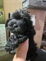 Tulla boy 2, a male Havanese for sale in Ravenna, TX – Photo 2 of 3