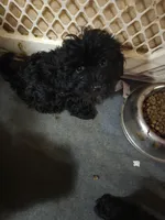 Tulla boy 2, a male Havanese for sale in Ravenna, TX – Photo 1 of 3