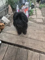 Blackie girl, a female Havanese for sale in Ravenna, TX – 7 of 7