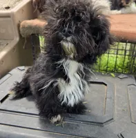 Lolas boy , a male Havanese for sale in Ravenna, TX – 4 of 5