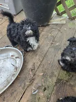 Lolas boy , a male Havanese for sale in Ravenna, TX – Photo 3 of 3