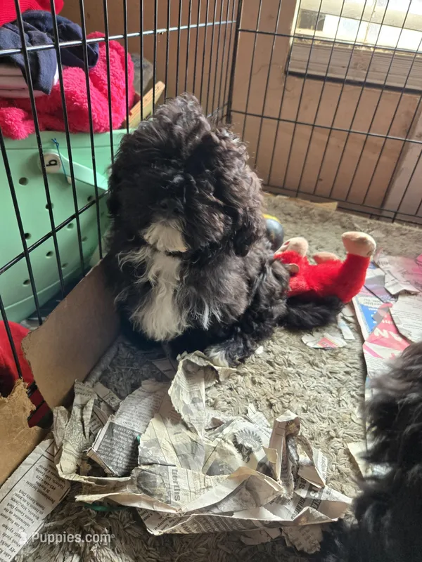 Lolas boy , a male Havanese for sale in Ravenna, TX – Photo 1 of 3