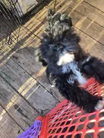 Lolas boy , a male Havanese for sale in Ravenna, TX – Photo 2 of 3