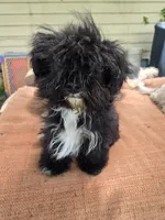 Lolas boy , a male Havanese for sale in Ravenna, TX – 5 of 5