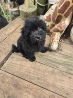Debbie boy, a male Havanese for sale in Ravenna, TX – 5 of 5