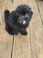 Blackie girl, a female Havanese for sale in Ravenna, TX – 6 of 7