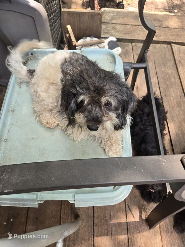 Debbie – Havanese puppy for sale in Ravenna, TX