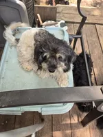 Debbie, a female Havanese for sale in Ravenna, TX – 1 of 4