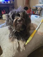Jazzy, a female Havanese for sale in Ravenna, TX – 2 of 4