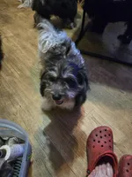 Debbie, a female Havanese for sale in Ravenna, TX – 2 of 4