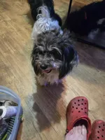 Debbie, a female Havanese for sale in Ravenna, TX – 4 of 4